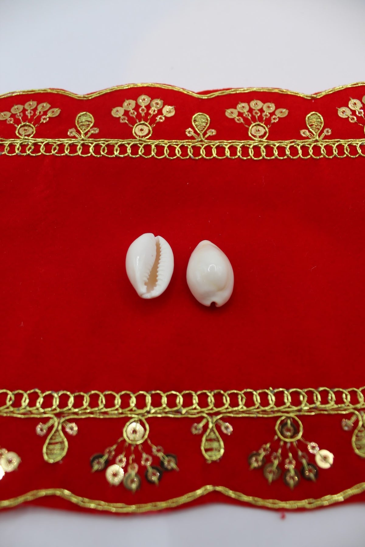 Kodi cowrie shells, side view